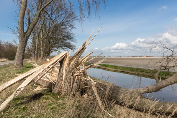 Terreni agricoli olandesi con albero abbattuto dopo una forte tempesta primaverile — Foto Stock