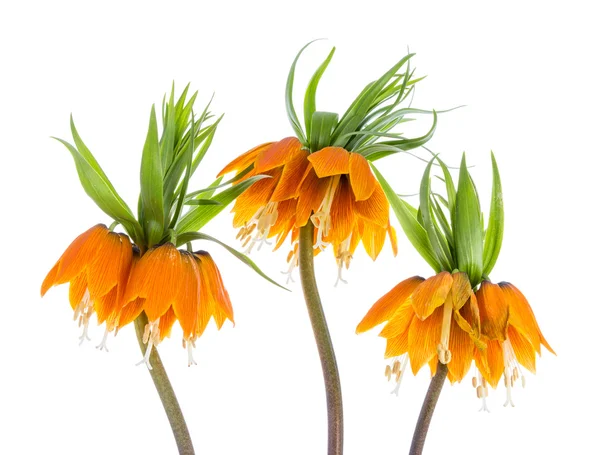 Три императорской короны (Fritillaria Imperialis) изолированы на белом фоне — стоковое фото