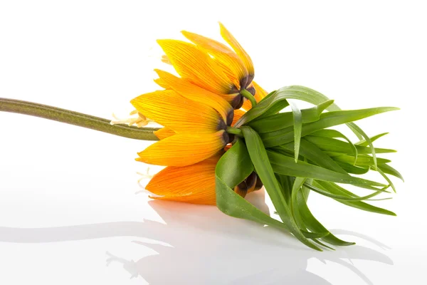 Kaiserkrone (fritillaria imperialis) isoliert auf weißem Hintergrund — Stockfoto