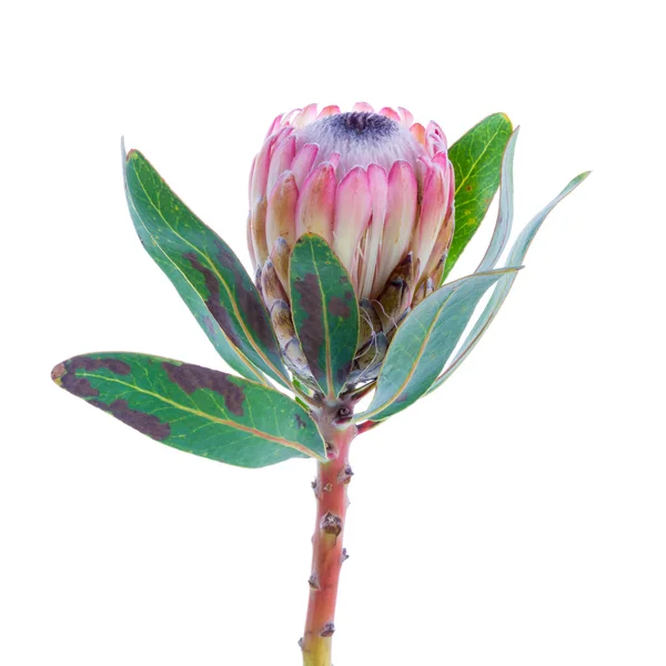 Protea květina na bílém pozadí — Stock fotografie