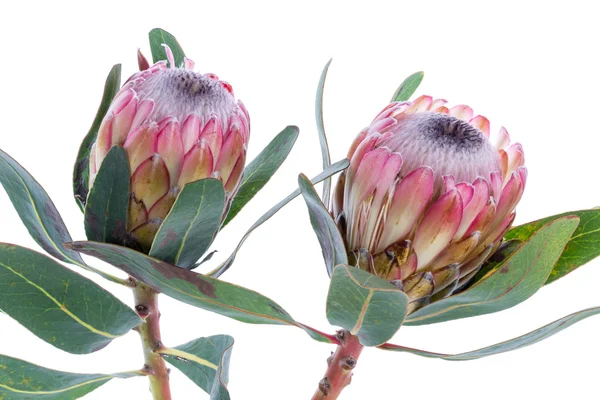 Deux fleurs de Protea sur fond blanc — Photo