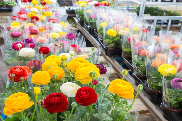 Greenhouse with colorful flower Buttercups wrapped in plastic foil — Stock Photo, Image