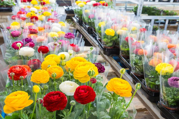 Θερμοκήπιο με πολύχρωμο λουλούδι Buttercups τυλιγμένο σε πλαστικό φύλλο αλουμινίου — Φωτογραφία Αρχείου