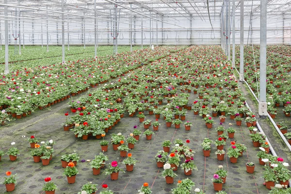Greenhouse with cultivation of colorful flower Buttercups — Stock Photo, Image