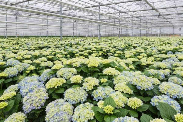 Greenhouse with cultivation of hydrangea — Stock Photo, Image
