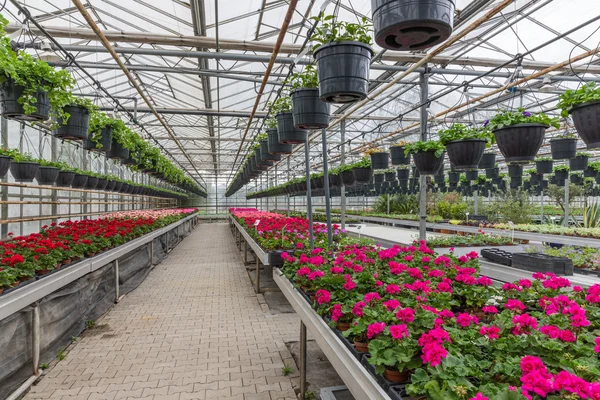 Садовый центр, продающий растения в теплице — стоковое фото