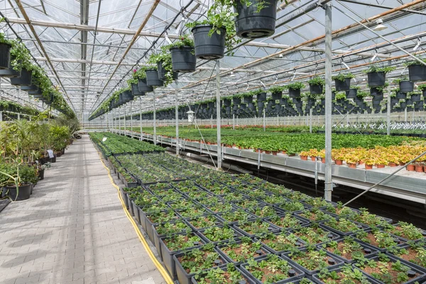 Garden center selling plants in a greenhouse — Stock Photo, Image