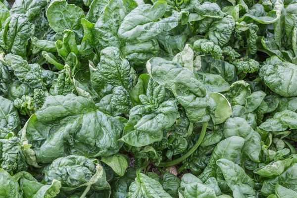 Invernadero con primer plano de verduras cultivadas (Espinacas silvestres ) — Foto de Stock