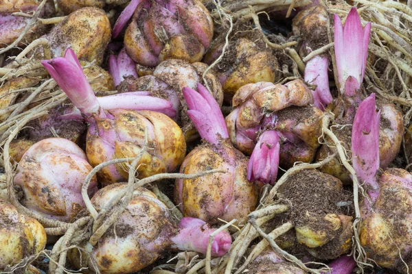 Fundo de lâmpadas de flores com lírio roxo brotando Imagens De Bancos De Imagens Sem Royalties