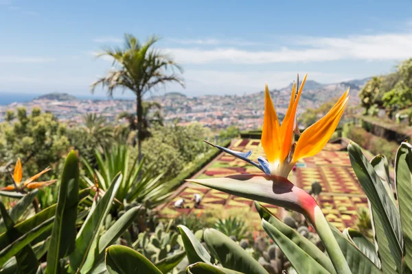 Strelitzia in Botanical garden of Funchal at Madeira Island — Stock Photo, Image