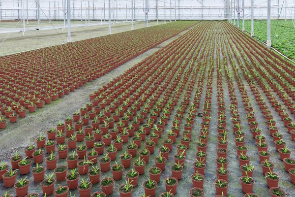 Cultivation of indoor plants in a Dutch greenhouse — Stock Photo, Image