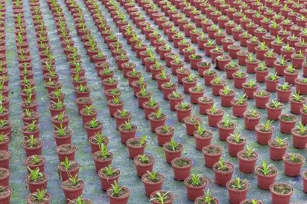 Anbau von Zimmerpflanzen in einem holländischen Gewächshaus — Stockfoto