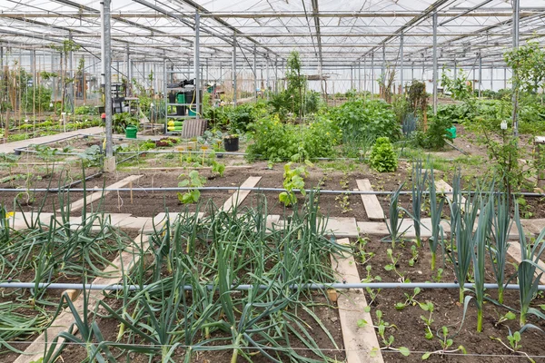 Greenhouse with several small vegetable gardens — Stock Photo, Image