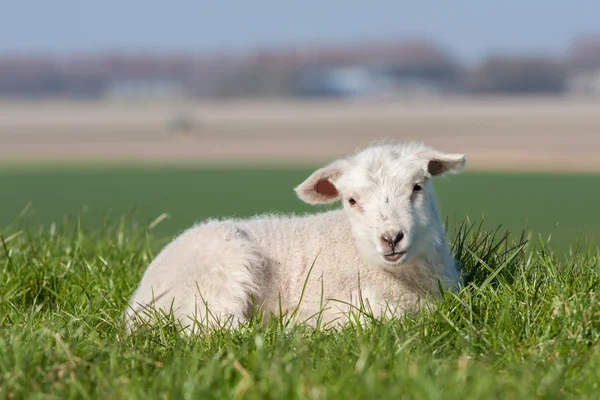 Cute lamb lying in grass, The Netherlands — Stock Photo, Image
