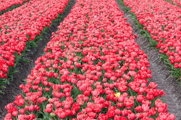 Câmpul de lalele roșii din Olanda — Fotografie, imagine de stoc