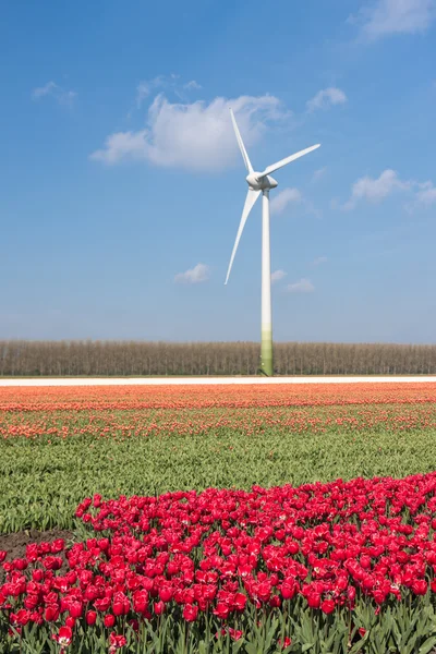 Dutch colorful tulip fields with wind turbines — Stock Photo, Image