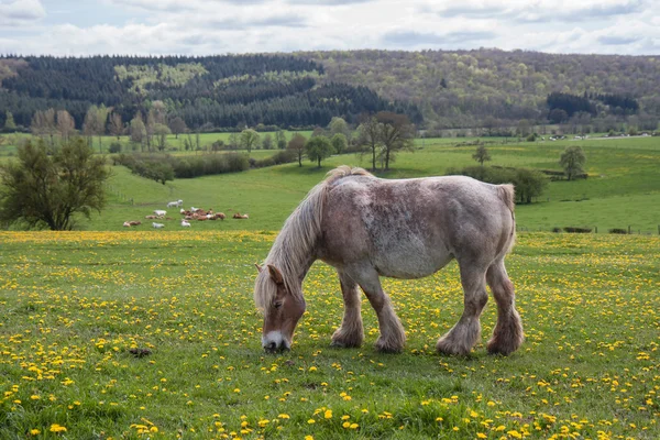 Pferd auf der mit gelben Löwenzahn bedeckten Weide — Stockfoto