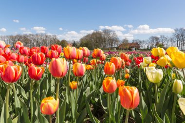 Lale alan çiftlik evinde Nehterlands ile