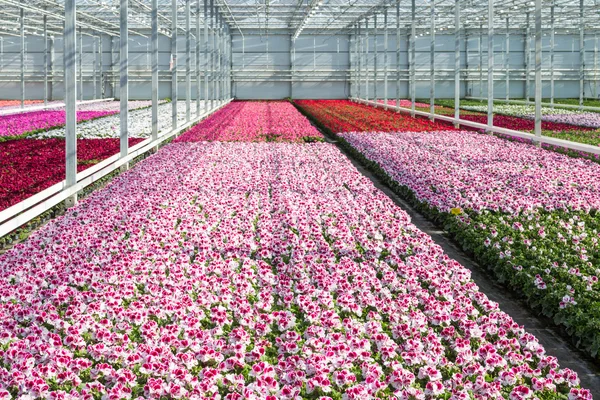 Cultivo gerânios brancos e roxos em uma estufa holandesa — Fotografia de Stock