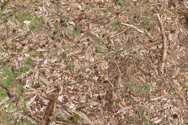 Fundo do chão da floresta com lascas de madeira, raminhos, folhas, grama e pinhas — Fotografia de Stock