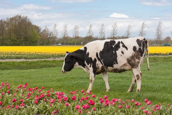 Legelő tehenek közelében egy holland tulipán mező — Stock Fotó