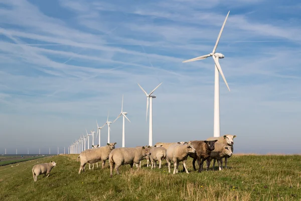 Long row Dutch wind turbines with herd of sheep in front — Stock Photo, Image