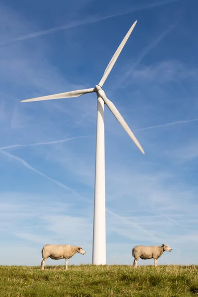 Big wind turbine with two sheep in front — Stock Photo, Image