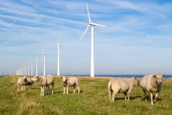 Long row Dutch wind turbines with herd of sheep in front — Stock Photo, Image
