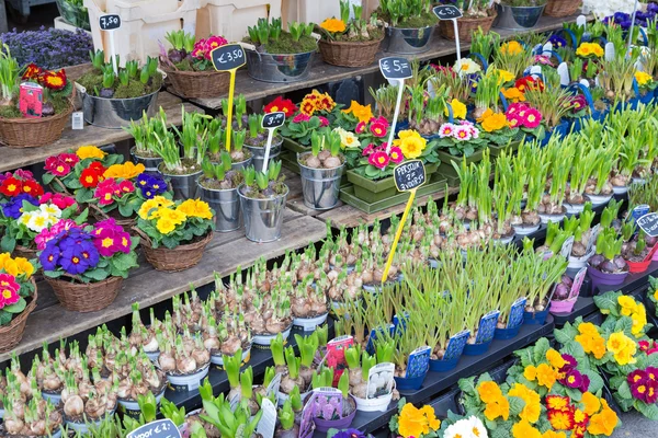 Market stand selling several fresh Dutch flowers — Stock Photo, Image