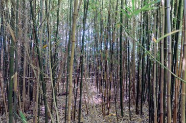 Bambu forrest Hollandalı plantation adlı genç ağaçlar ile