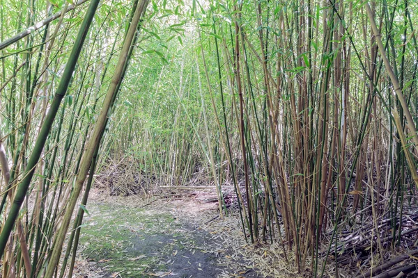 Trilha de caminhada através de uma forrest de bambu na plantação holandesa — Fotografia de Stock