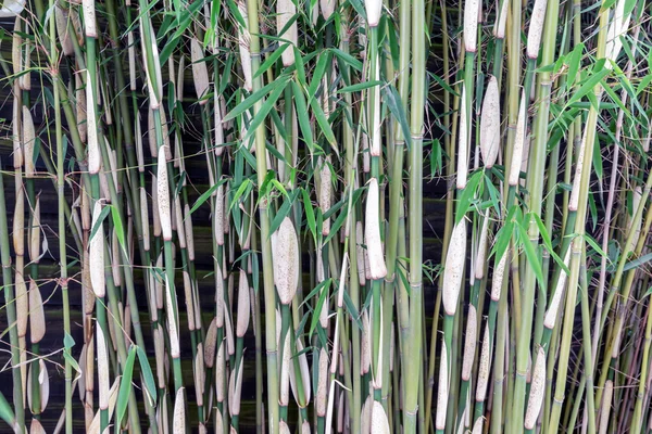 Hastes de uma forrest de bambu na plantação holandesa — Fotografia de Stock