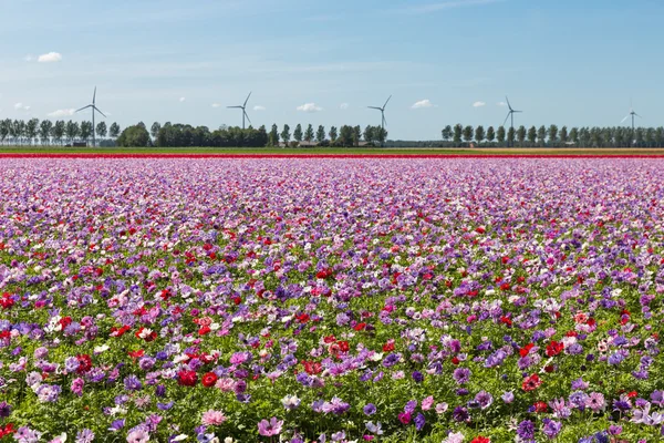 Champ hollandais avec anémones à fleurs violettes — Photo