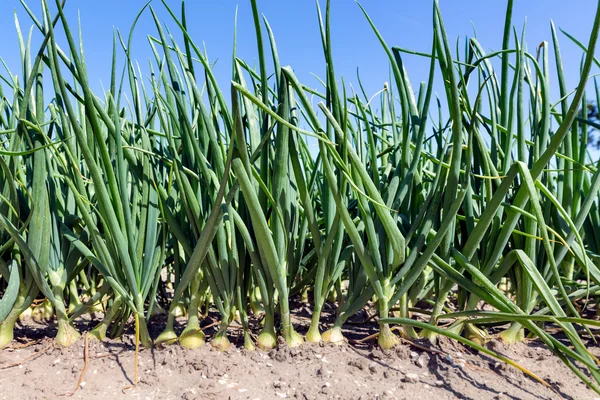 Dutch farmland with growing onions — Stock Photo, Image