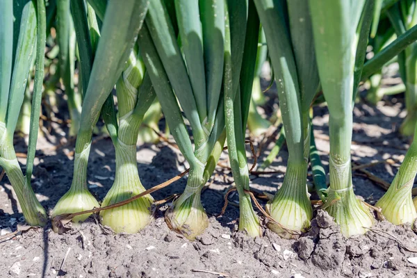 Nederlandse landbouwgrond met groeiende uien — Stockfoto