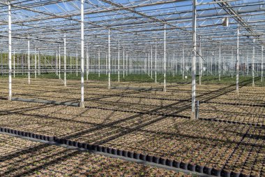 Modern bir seradaki saksılarda genç süs bitkilerinin büyük ölçekli yetiştirilmesi otomatikleştirilmiş endüstriyel bahçıvanlığı gösteriyor..