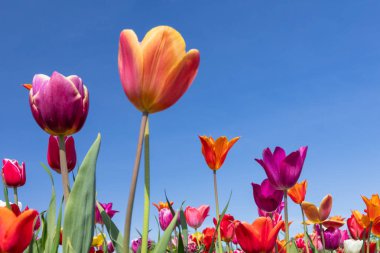 Renkli lalelerin açık mavi gökyüzüne karşı alçak bir açıdan çekilmiş detaylı görüntüsü bahar tazeliğini, büyümesini ve neşeli bir ruh halini simgeliyor..