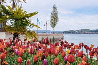 Çiçek Adası Mainau 'daki Constance Gölü kıyısında palmiye ağacı olan lale bahçesi..