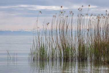 Mainau Adası yakınlarındaki Constance Gölü 'nde sakin kamış yatakları, uzak Alp dağları ve sakin su yüzeyi.