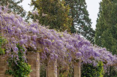 Mainau Çiçek Adası, Almanya 'da, Constance Gölü' ndeki bahar bahçesi manzarasında çiçek açan salkımgiller..