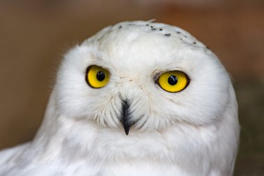 Snowy owl in Antwerp Zoo, Belgium clipart