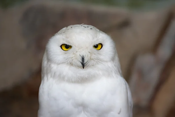 Schneehuhn im Zoo von Antwerpen, Belgien — Stockfoto