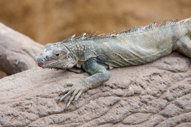 Ağaç gövdesi, mavi kertenkele (Sceloporus serrifer)