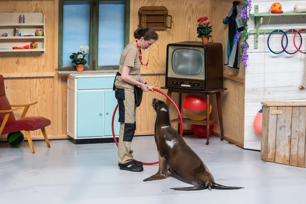 Show de leões-marinhos no zoológico de Antuérpia, Bélgica — Fotografia de Stock