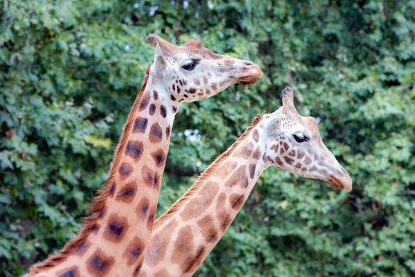 Žirafa (Giraffa camelopardalis) v zoo Antverpy — Stock fotografie