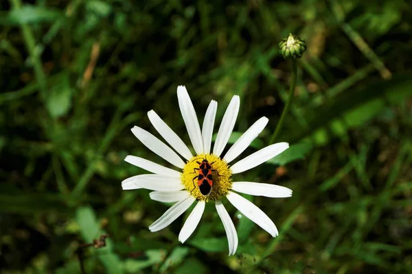 Firebug Sentado Uma Flor Camomila Dia Ensolarado — Fotografia de Stock