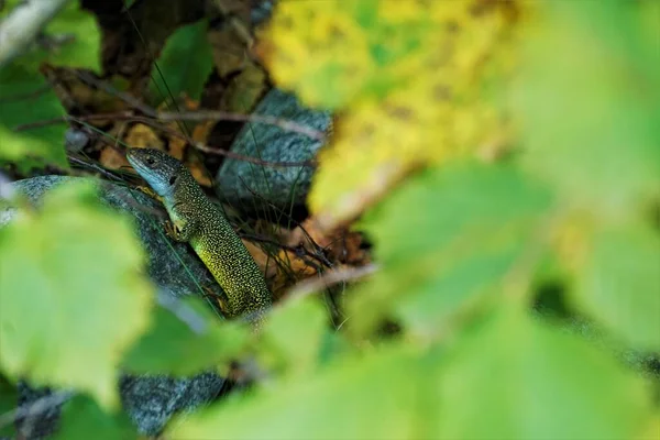 ブッシュに隠れて荒野で発見されたカラフルな男性の緑のトカゲ — ストック写真