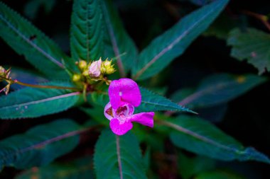 Impatiens glandulifera - polis kaskı, toka, bakır kaplama ve cüce şapka standı olarak da bilinir.
