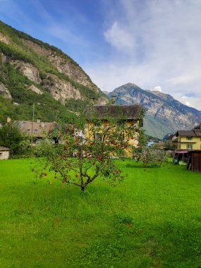 İsviçre 'nin Cevio köyünde elma ağacıyla güzel bir manzara