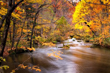 Sonbaharda Oirase Stream, Aomori, Japonya